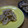 スターリンちゃん's cooksnap of when they made れんこんとベーコンのさっさと炒め♪.