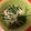 みんちゃ2's cooksnap of when they made 春菊のお浸し.