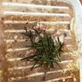 higekuma's cooksnap of when they made いかのわた炒め.