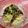 ぼのつま's cooksnap of when they made ホタルイカと葉山葵醤油漬けの冷製パスタ.