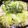 牛とくもり's cooksnap of when they made 簡単♪＊豚バラとレタスのミルフィーユ＊.
