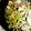 pikapanchi's cooksnap of when they made 豚バラとにんにくの茎炒め.