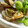 こつぶっち's cooksnap of when they made あさりと空豆のアヒージョ風.