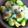 はなこ♡12's cooksnap of when they made そら豆のチーズ焼き.