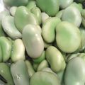 たぬぴぃ★'s cooksnap of when they made 初夏の味！そら豆のゆで方.