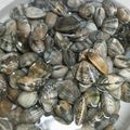 サーフブレイド's cooksnap of when they made 我が家のアサリの砂抜き.
