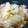 milletury's cooksnap of when they made 白菜の煮浸し.
