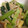 マチャミ☆'s cooksnap of when they made ルクエで小松菜の煮びたし.