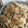 サーフブレイド's cooksnap of when they made あさりの炊き込みご飯.
