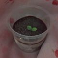 マーボーカレー's cooksnap of when they made 簡単！ハーゲンダッツ風☆濃厚チョコアイス.