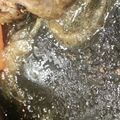 妖怪第二次世界大戦's cooksnap of when they made イカの塩辛とツナ野菜炒め.