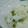 あんこずんだ's cooksnap of when they made 豆ご飯!! 今が旬(^-^).