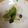 さおにゃんこ✨'s cooksnap of when they made こうや豆腐とスナップえんどうの煮物.