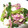 Ｋａｙｏsan's cooksnap of when they made 食用菊とほうれん草のおかか和え.
