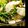 milk＊crown's cooksnap of when they made にんにくの芽と豚バラ肉の炒めのも.