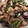 miyuki0317's cooksnap of when they made ご飯のおともに♪にんにくの芽炒め.