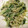 parupisa's cooksnap of when they made 水菜とえのきの簡単おひたし.