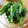 namy7mori's cooksnap of when they made ふわふわ揚げとにらの入ったおひたし.