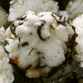 たなぴー's cooksnap of when they made ひじき入りはんぺん.