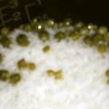 toshiebaba's cooksnap of when they made まめご飯のおこわ〜グリンピース〜.