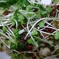 masatonton's cooksnap of when they made 鰹のたたき　～薬味たっぷりで～.