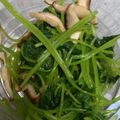 どれみ117's cooksnap of when they made 三つ葉と椎茸で大人のおひたし♪.
