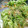おろくにける's cooksnap of when they made 簡単☆きゅうりのナムル.
