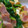 michifya's cooksnap of when they made 厚揚げ･小松菜･ベーコンのオイスター炒め.