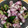 shinotann's cooksnap of when they made もう一品！きゅうりとダイコンのゆかり和え.