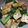 kuu汰's cooksnap of when they made 厚揚げと小松菜の炒め物.