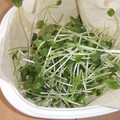 きらり流れ星's cooksnap of when they made かいわれ☆保存用.