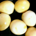 おろくにける's cooksnap of when they made うずら卵で煮卵（超簡単！！）.