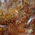 フルーリィ's cooksnap of when they made 簡単豪華！ハマチの漬け丼.