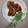 ツッチー♡♡'s cooksnap of when they made mしょうが焼き風豚こま団子.