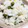 中海亭ダンス's cooksnap of when they made お米と一緒に炊くだけ☆簡単☆豆ごはん.