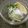 yuushyun's cooksnap of when they made 大根の塩レモンサラダ.