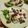 時花菜's cooksnap of when they made さつまいものちょっとだけお寿司.