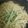 しおしおれんじ's cooksnap of when they made 秋鮭♡サーモンとキノコのクリームパスタ.