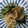 migko's cooksnap of when they made まだらの煮付け・長ねぎ、しめじ添え.
