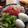 ヒロポン123's cooksnap of when they made トマトとツナの冷やしうどん.
