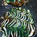 みょんオンマ's cooksnap of when they made 関西風お好み焼き.