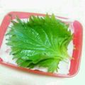 70cafe's cooksnap of when they made 【パリッと長持ち】　大葉（しそ）の保存法.