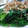 ゆずまんぼう's cooksnap of when they made ほうれん草のおひたし.