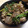 SLIVER's cooksnap of when they made お揚げさん☆とピーマンの豚肉炒め.