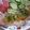 *suzuko*'s cooksnap of when they made 簡単！おろしポークソテー.