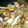まこちゅ～'s cooksnap of when they made 鶏もも肉とねぎの照り焼き！.
