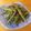 いけめがね's cooksnap of when they made いんげんの胡麻おかか和え.