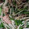 みかん1837's cooksnap of when they made もやしとベーコンで節約野菜炒め.