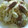 みっくママ's cooksnap of when they made あっさりめがいい♪蒸し焼きそば.