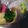 map2511's cooksnap of when they made お弁当に！花束みたいな菜の花のハム巻き.